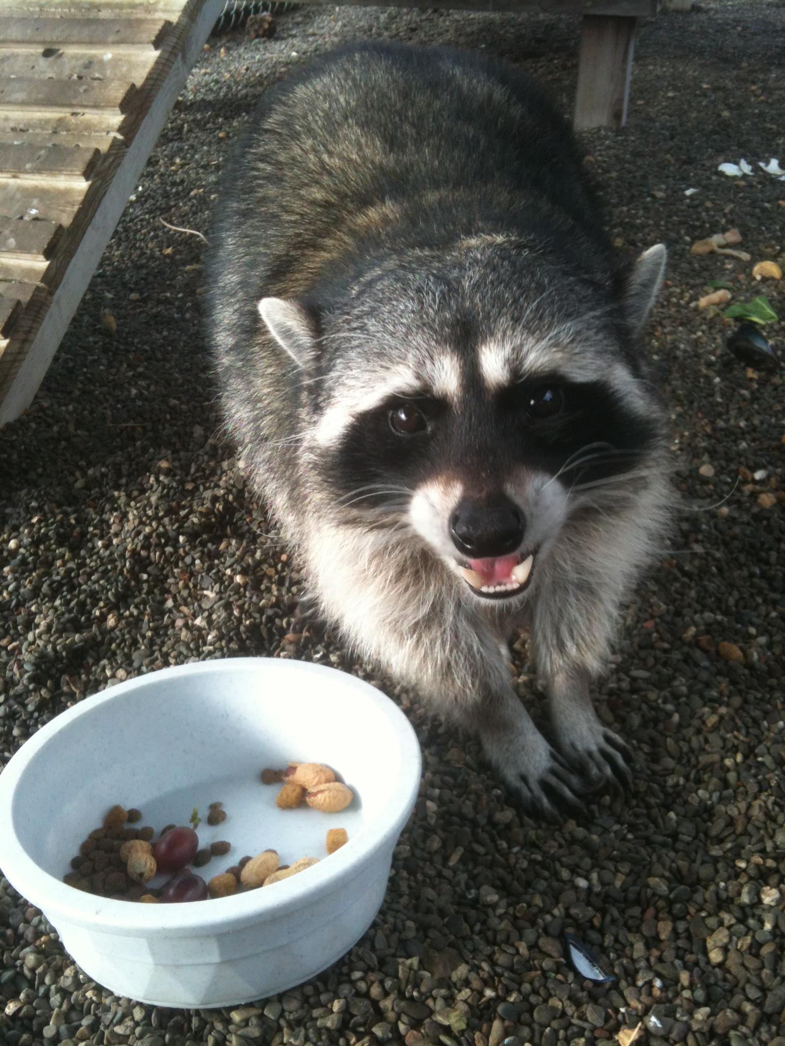Suisun Wildlife Center Bandit