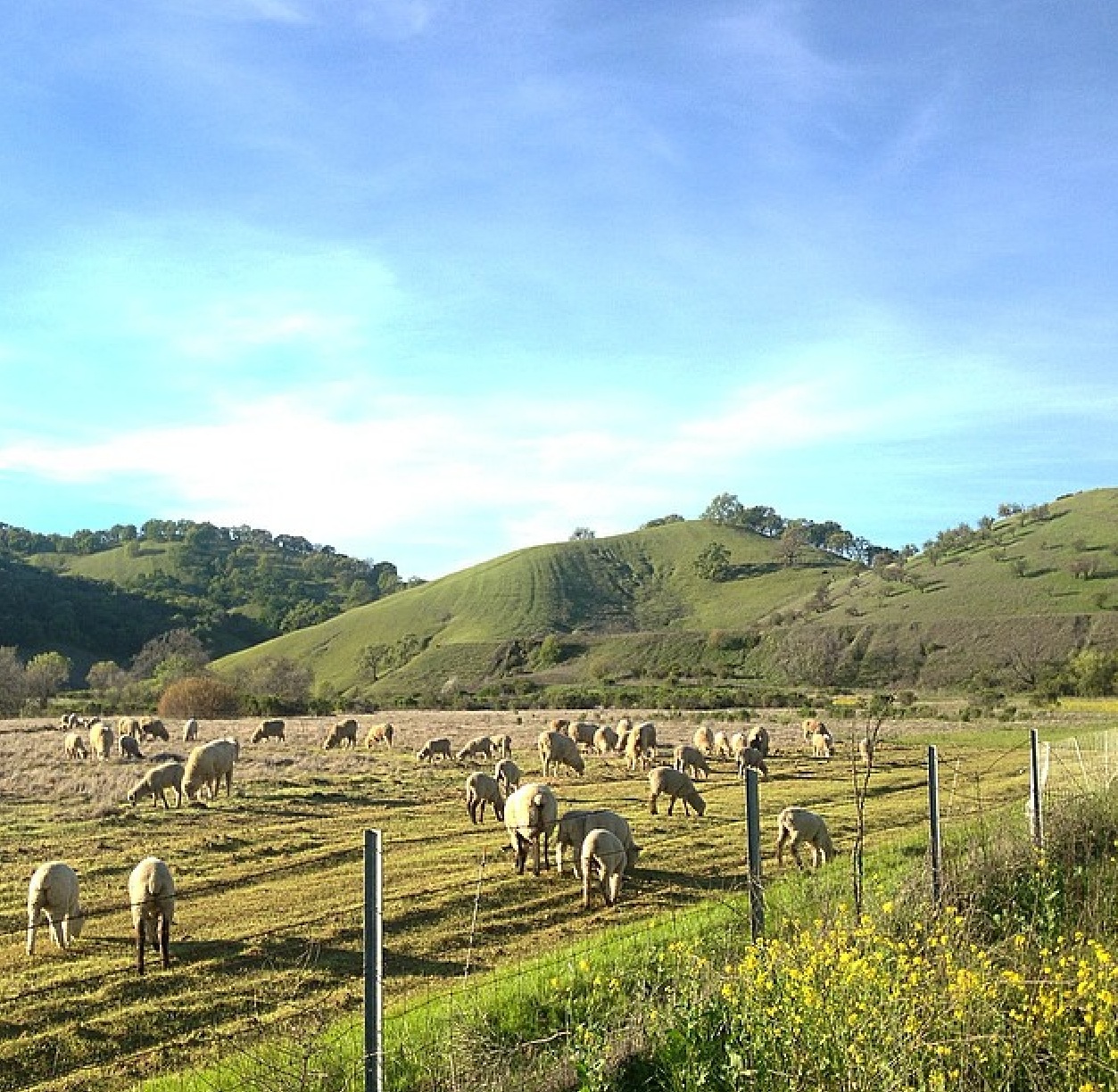 We love this image of our valley captured by Instagram user @onesmartfilly (who also took the photo below of the baby goat). The sheep, our rolling green hills, the wild mustard - how lucky we are to be in such a beautiful area!