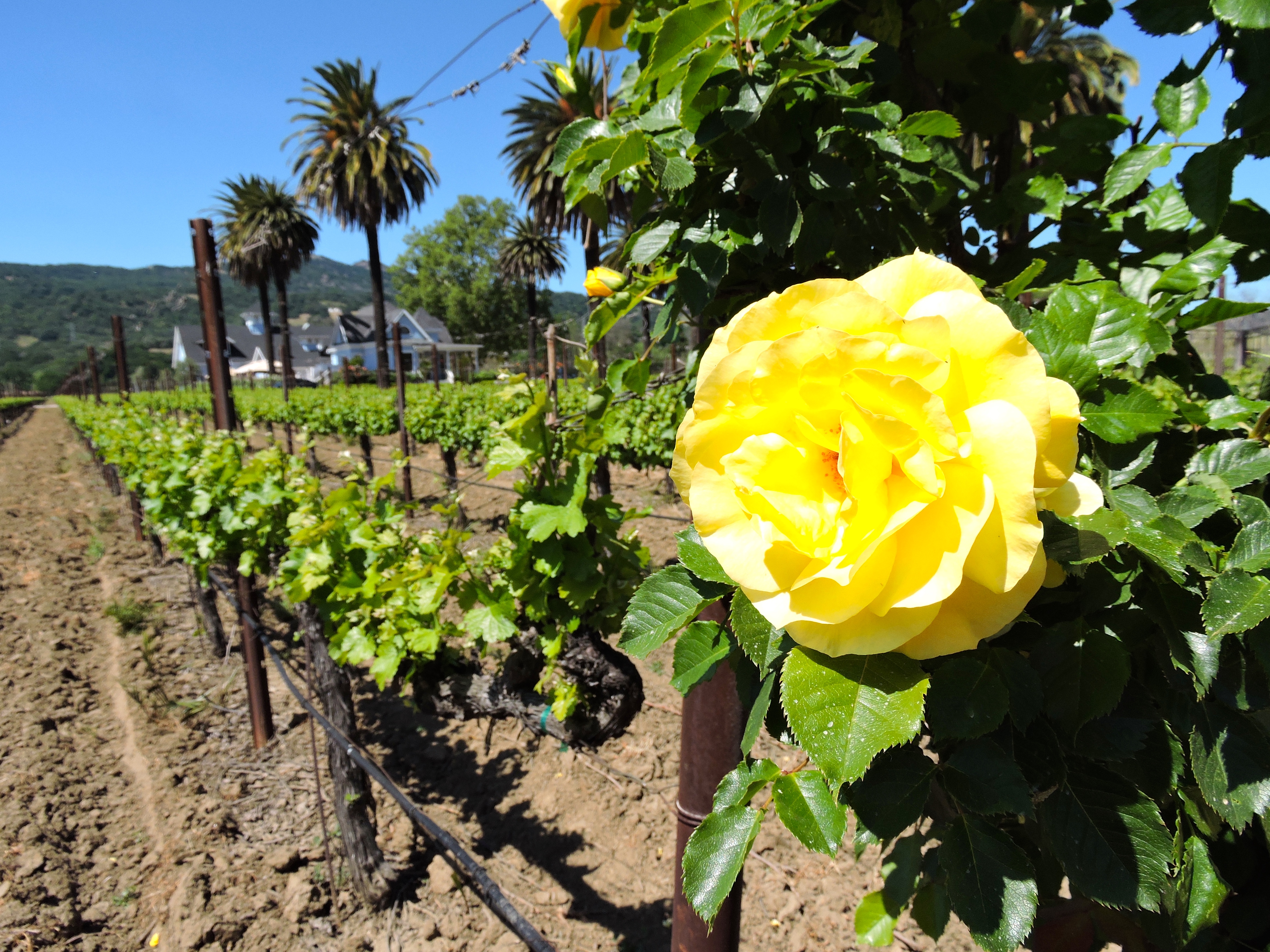 The beautiful Blue Victorian in Suisun Valley.