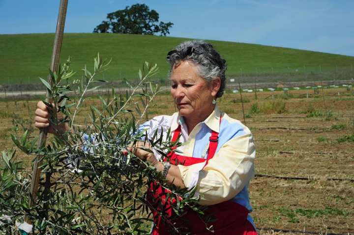 Ann Sievers checks an olive tree with the apiary in the background. Photo by Kathy Keatley Garvey