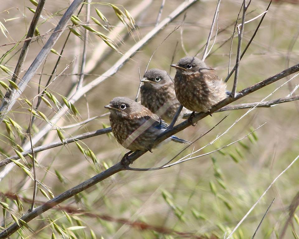 in honor of national bird day check out these gorgeous in honor of national bird day check out these gorgeous